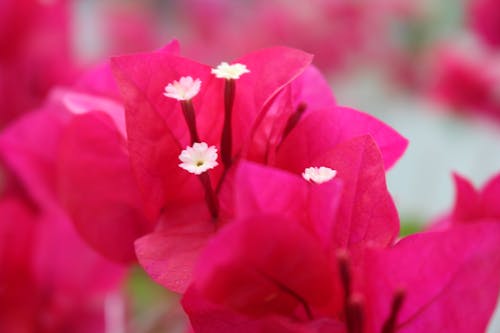 Free stock photo of bougainvillea, flower, pink