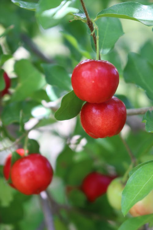 Free stock photo of cherry, tree