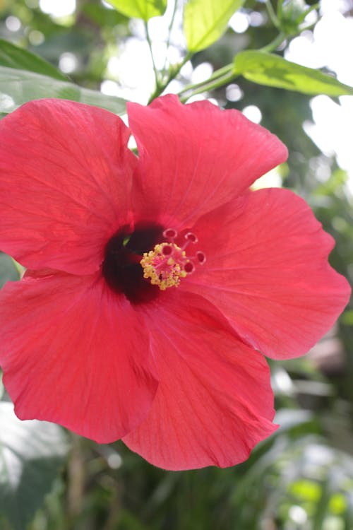 Free stock photo of flower, hibiscus, red