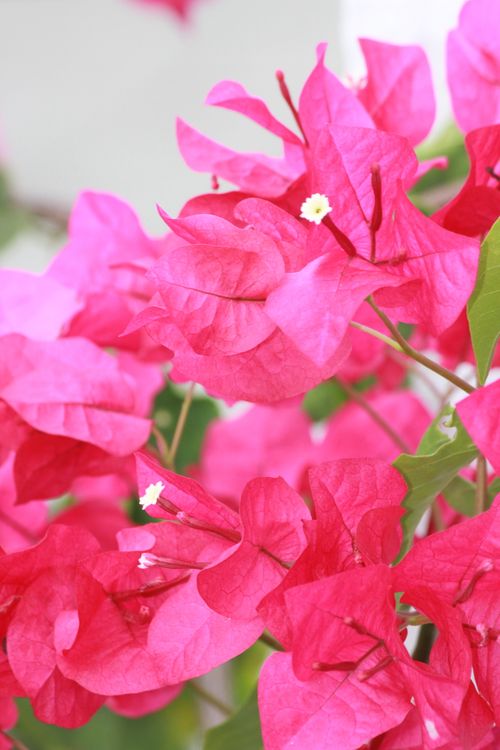 Free Close-up of vibrant pink bougainvillea flowers blooming in natural light. Stock Photo