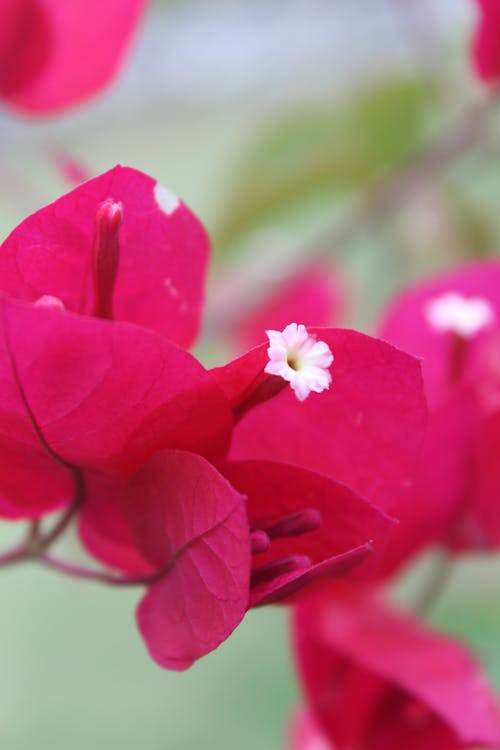 Free stock photo of bougainvillea, flower, pink