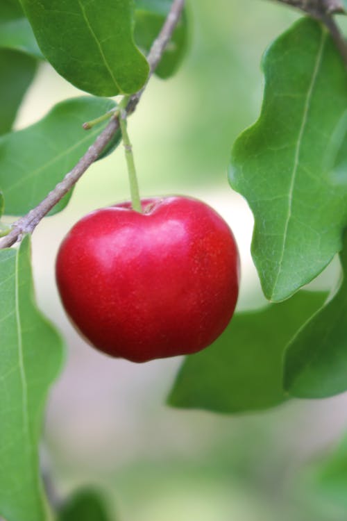 Free stock photo of cherry, tree