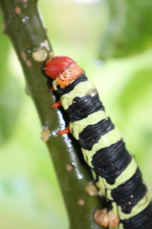 Free stock photo of caterpillar