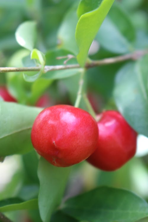 Free stock photo of cherry, tree