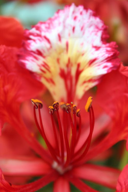 Free A Close-up Photo of a Flower's Stamen Stock Photo