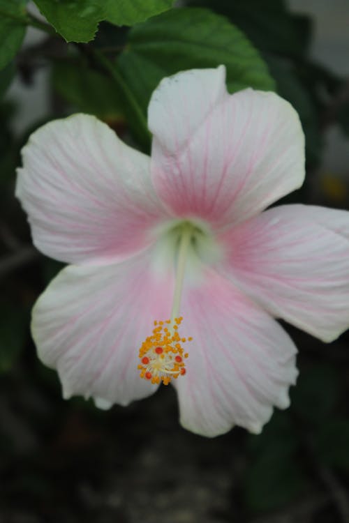 Free stock photo of flower, hibisucs, pink