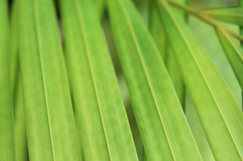 Free stock photo of leaf, palm, plant