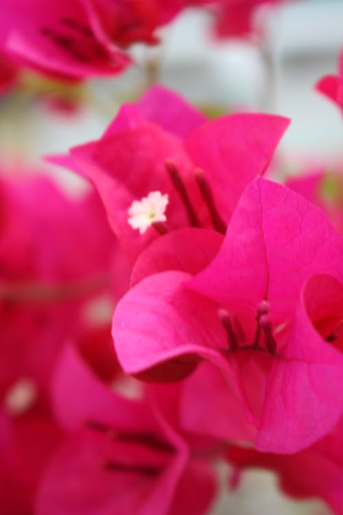 Free stock photo of bougainvillea, flower, pink