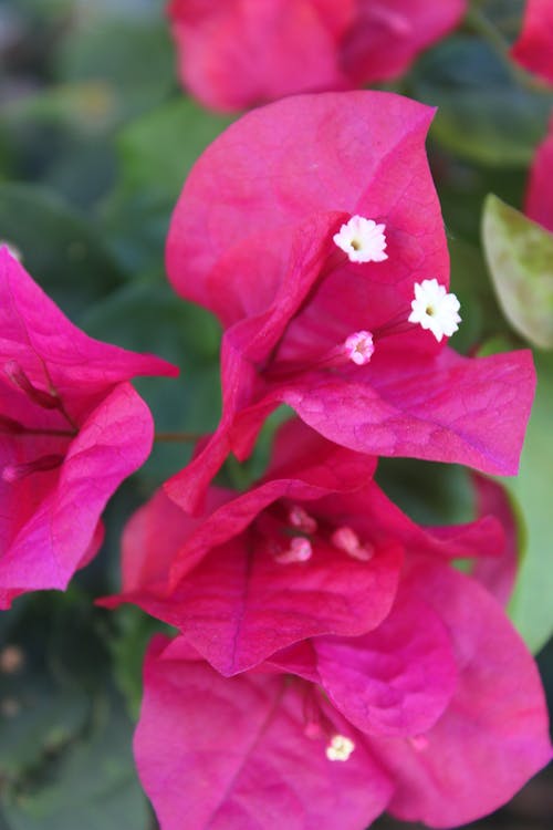 Free stock photo of bougainvillea, flower, pink