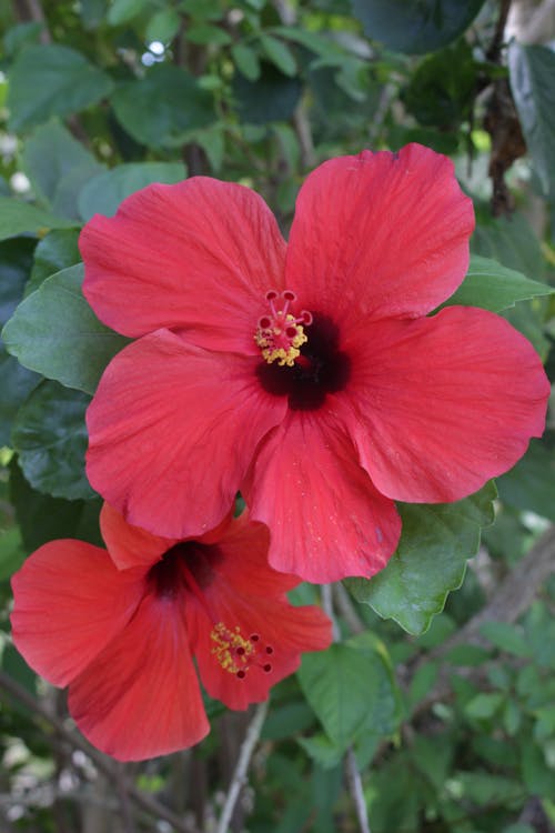Free stock photo of flower, hibiscus, red Stock Photo