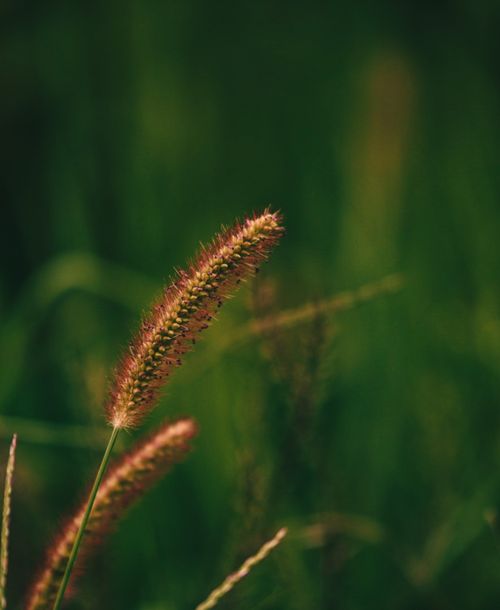 Free Vertical close-up shot of foxtail grass with a blurred green background. Stock Photo