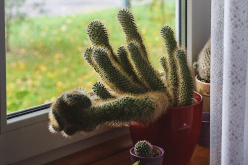 Free Green Cactus Potted Plant Stock Photo