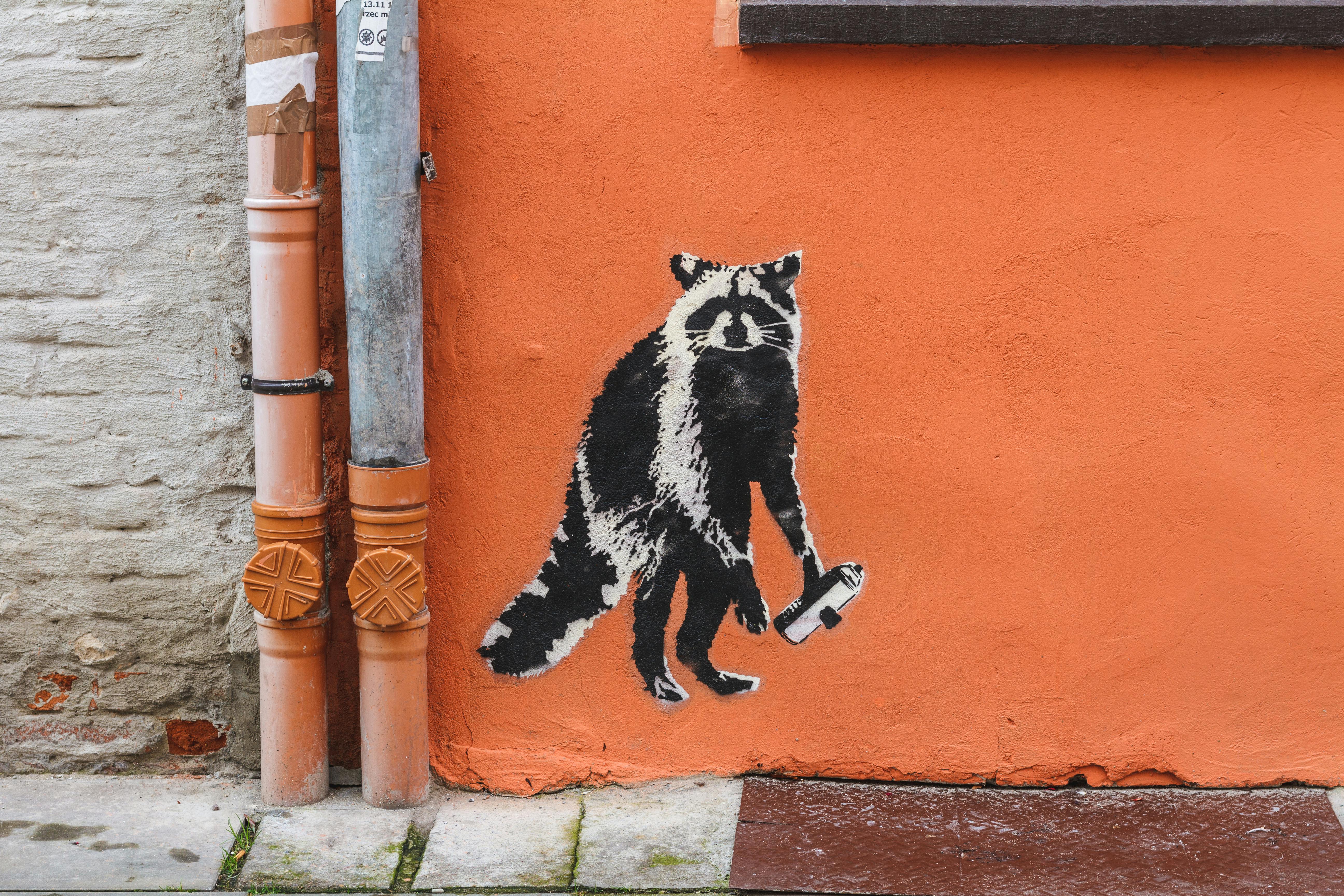 Free stock photo of graffiti, orange, raccoon
