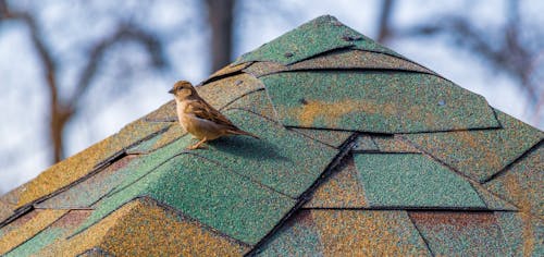 Free Bird on a Roof Stock Photo