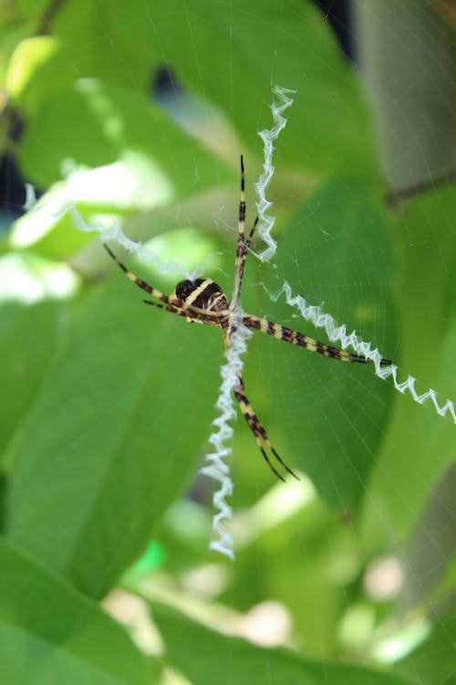 Free stock photo of spider, spider silk, web