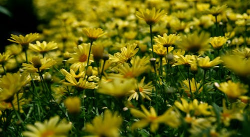 Campo De Flores De Pétalas Amarelas