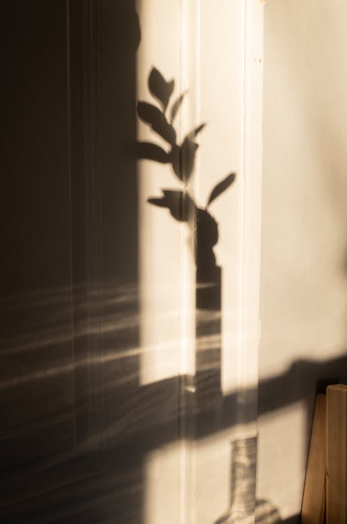 Shadow on white wall of stem with leaves in glass vase in sunlight