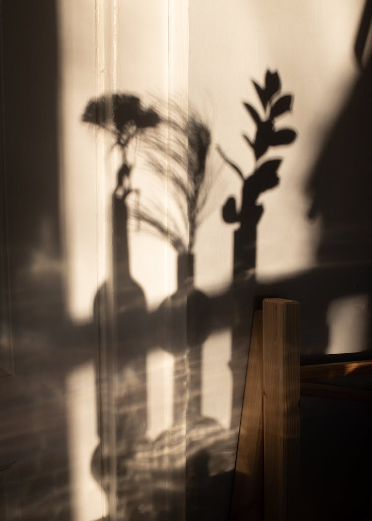 Shadows Of Plants In Vases On Wall