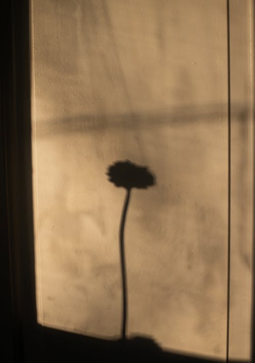 Gentle shadow of flower with thin fragile stem in blossom on wall in daytime