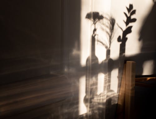 Free Blurred tender shadows of plants on wall Stock Photo