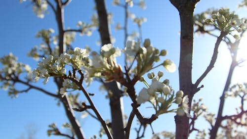 Immagine gratuita di alberi, azzurro, cielo