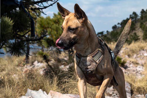 Fotos de stock gratuitas de al aire libre, animal, canino