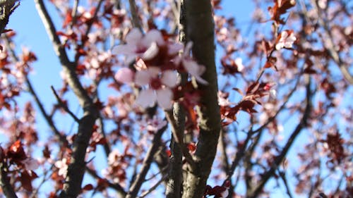 Immagine gratuita di alberi, azzurro, carino