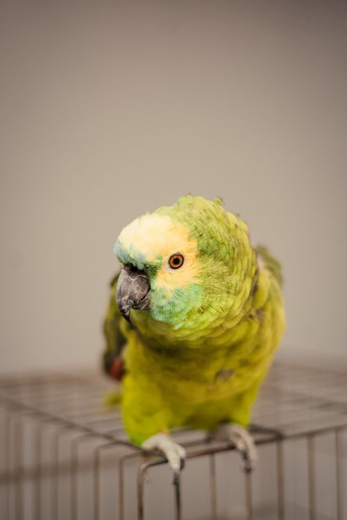 Free Little funny parrot with soft green plumage on iron cage on blurred background Stock Photo