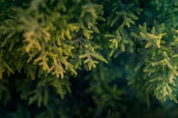 郁郁葱葱的绿色针叶树树枝的宏观特写，景深较浅