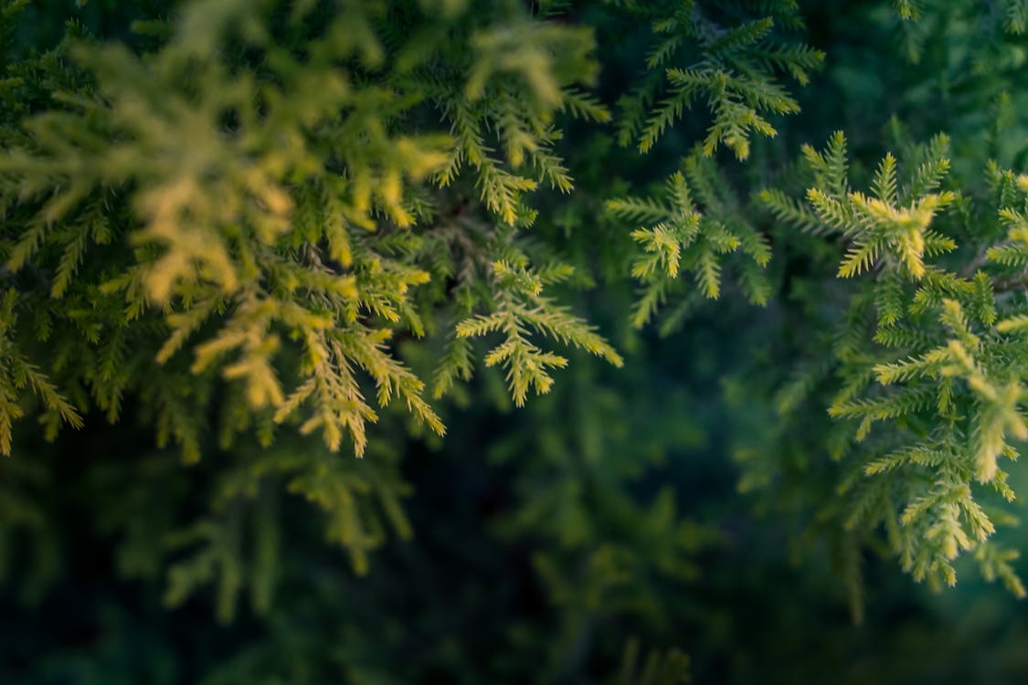 Grüner Baum Makrofotografie