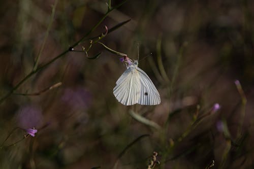 Gratuit Imagine de stoc gratuită din fluture, fluture cu fluture, insectă Fotografie de stoc