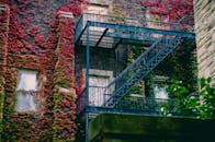 秋叶掩映下的城市建筑，覆盖着常春藤，其间有金属防火梯