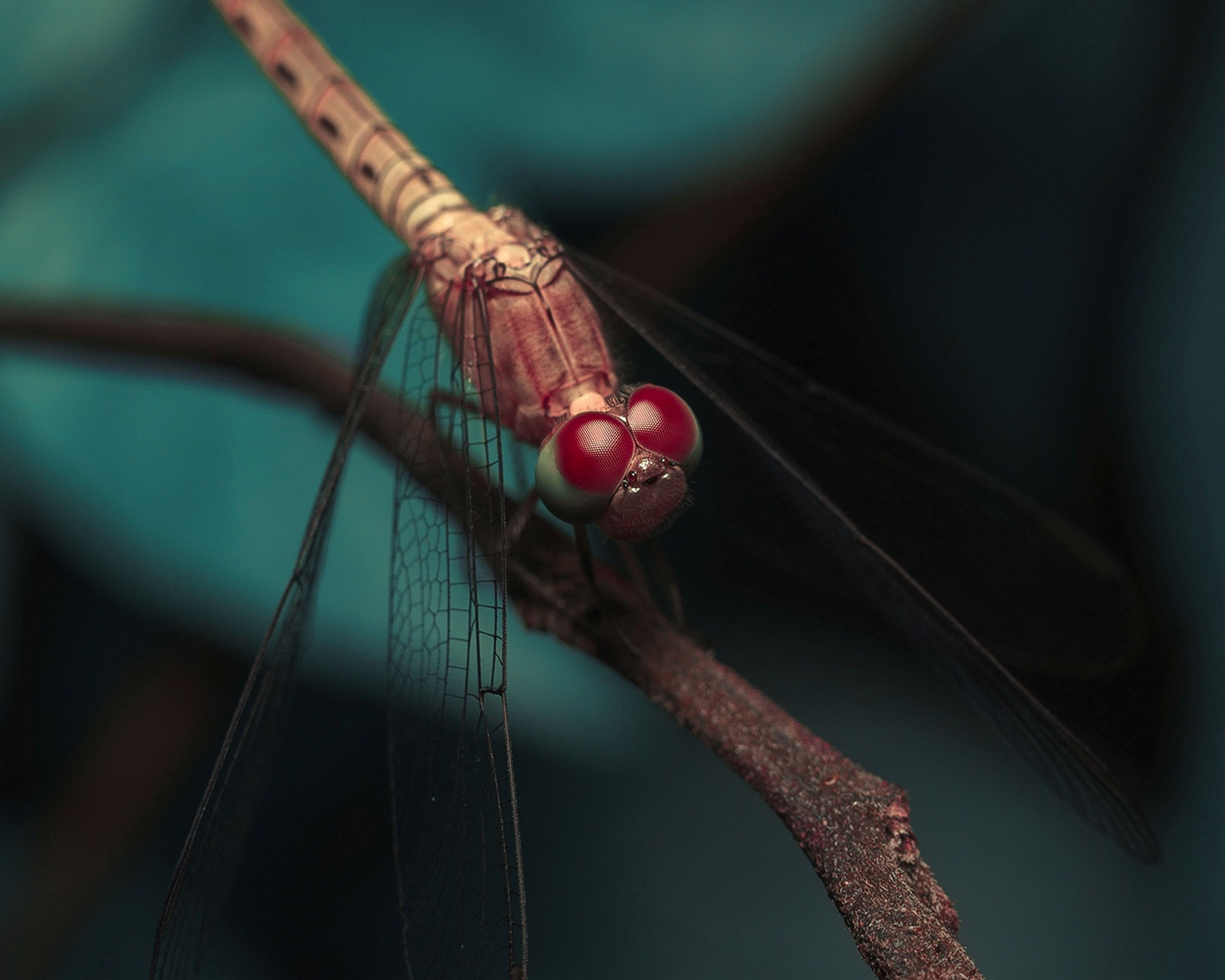 Close-up of a Vibrant Dragonfly Resting · Free Stock Photo