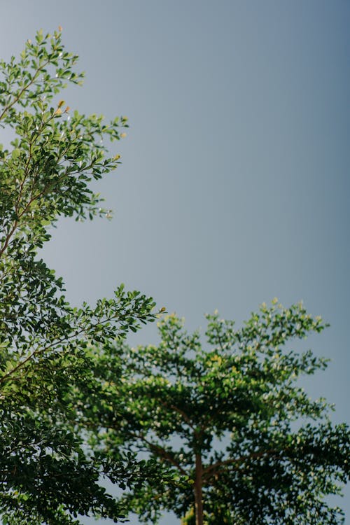 Tall tree with green foliage against cloudless sky