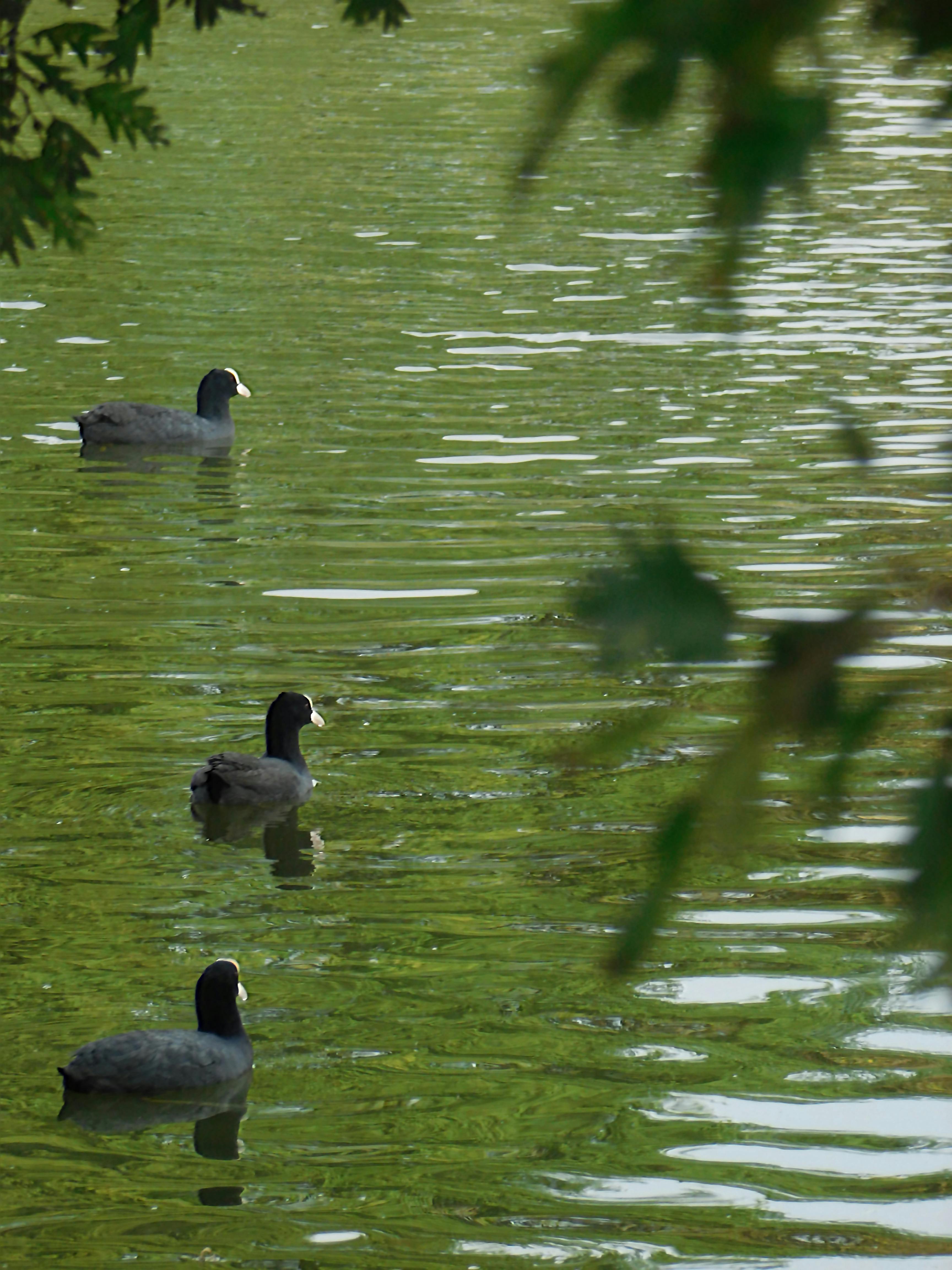 Free stock photo of bath ducks, birds, ducks