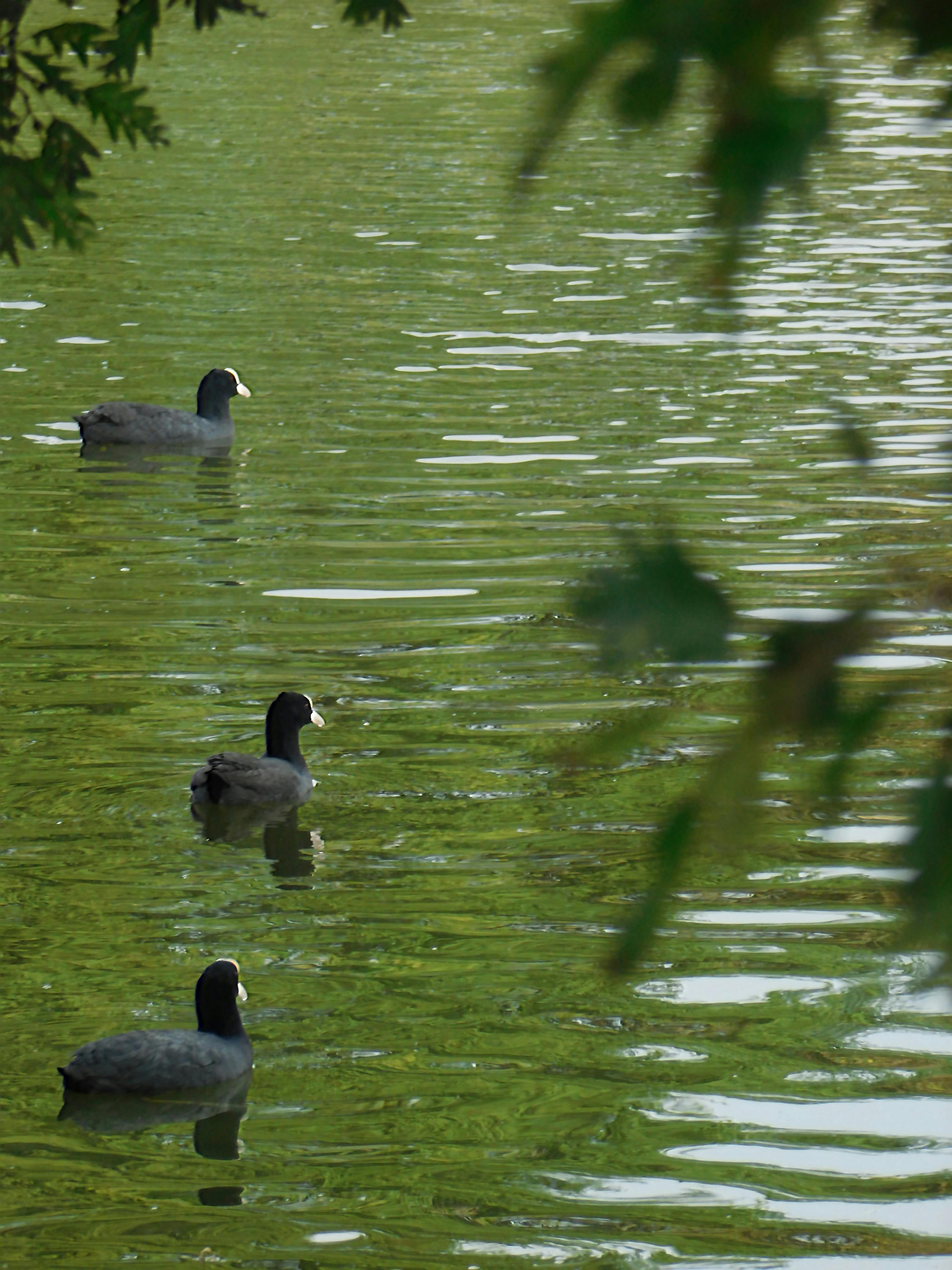 Free stock photo of bath ducks, ducks, pond