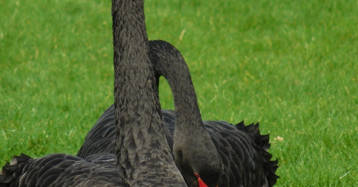 Free stock photo of birds, black swan, mother nature