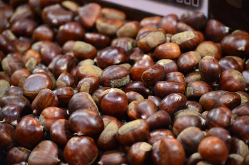 Free stock photo of chesnuts