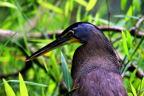 草の上の青と黒の鳥