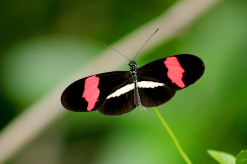 Portre Fotoğrafında Siyah, Kırmızı Ve Beyaz Kelebek