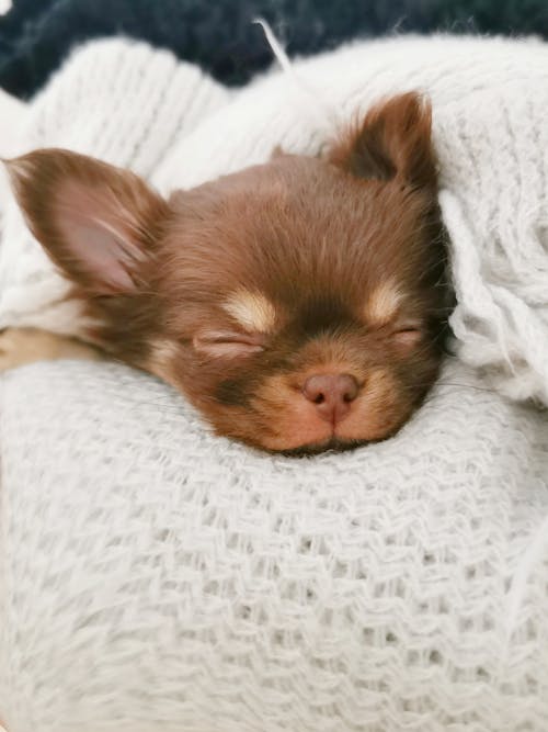 Free Brown Chihuahua Lying on White Textile Stock Photo