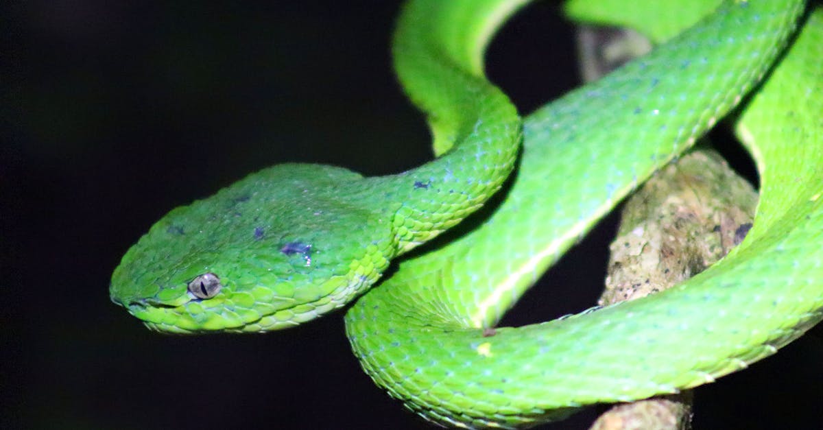 Free stock photo of Costa Rica, nature, snake