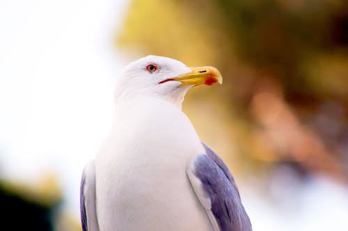 Free Micro Photography of White and Grey Bird Stock Photo