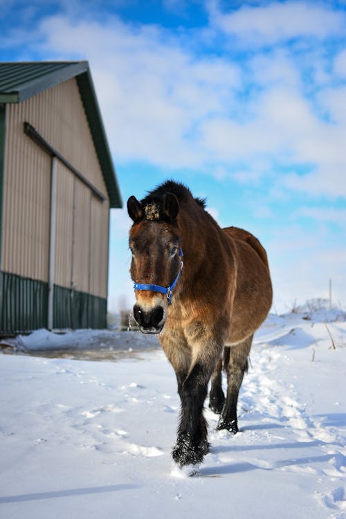 Δωρεάν στοκ φωτογραφιών με αγρόκτημα, αγροτικός, βόρεια σουηδική άλογο
