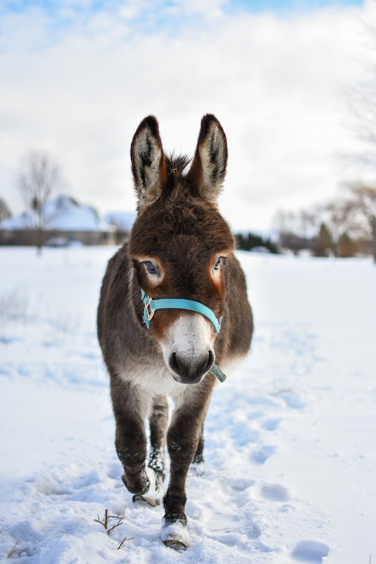 Donkey Walking On Snow