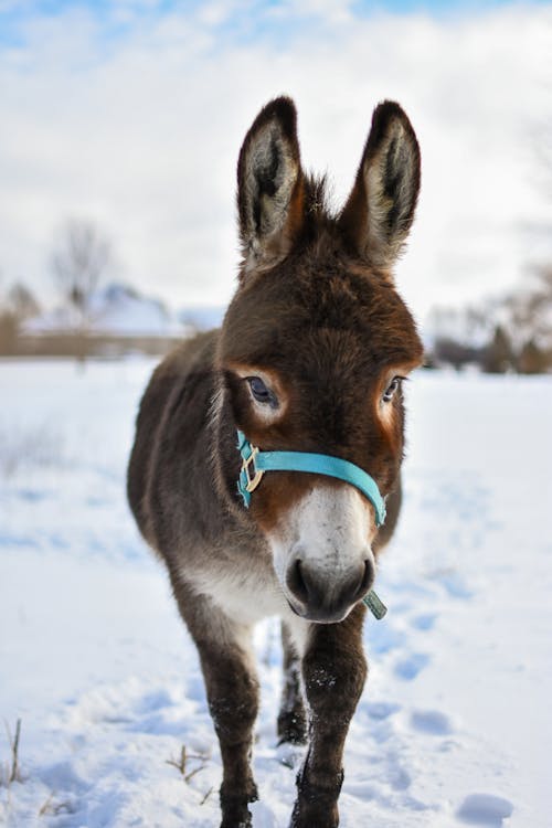 Fotobanka s bezplatnými fotkami na tému chladný, hospodárske zviera, roztomilý