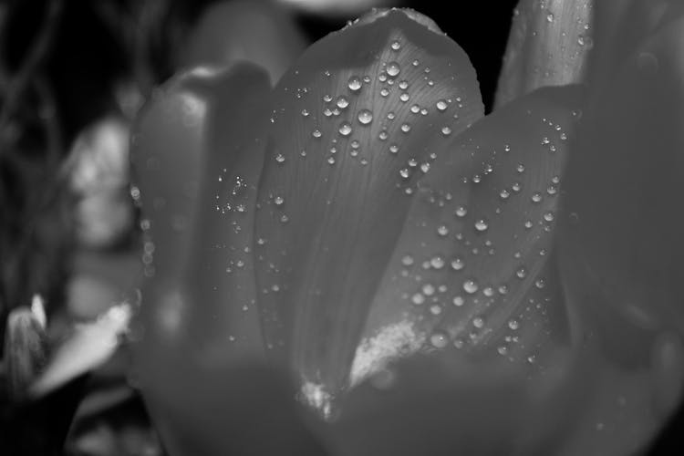 Grayscale White Petaled Flower With Dew