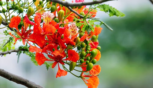 Kostnadsfri bild av blommor, blomning, färger