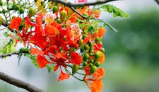 绿叶丛中盛开着鲜艳的红色和橙色花朵，展现了春天的美丽