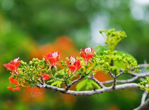 树摄影中的红色花朵